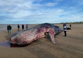 Fukushima Whale